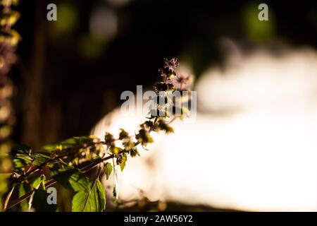 Blumen und Samen eines Basilikums auf einem Gartenbett in einem Bauerngarten Stockfoto
