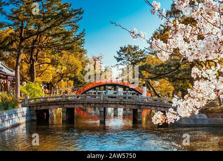 Japanische Brücke in Osaka, Kirschblüte in voller Blüte. Stockfoto