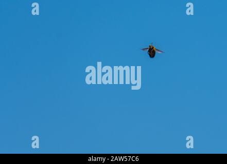 Kleine Fliege in den Himmel. Sehr lautes Insekt. Auf der Suche nach Essen und Ruhe. Blauer Himmel auf einem Hintergrund. Stockfoto