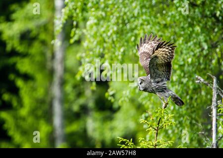 Great Grey's (Strix nebulosa), die von einer kleinen Kiefer mit einem entschärften Wald im Hintergrund abfahren Stockfoto