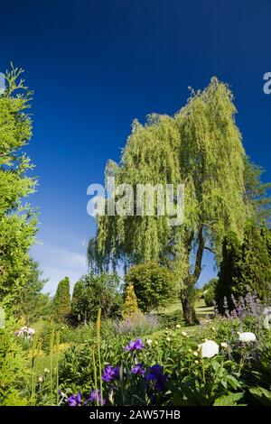 Weiße Paeonia - Pfingstrosen und Salix alba pendula - Weeping Willow through Thuja occidentalis - Zedernbäume in privat Garten im Garten im Frühling Stockfoto