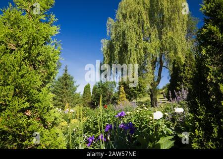 Weiße Paeonia - Pfingstrosen und Salix alba pendula - Weeping Willow through Thuja occidentalis - Zedernbäume in privat Garten im Garten im Frühling Stockfoto