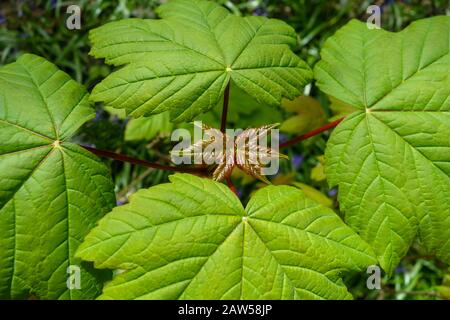 Neues Wachstum der Blätter im Frühling eines Sycamore-Baumes (Acer pseudoplatanus), England, UK Stockfoto