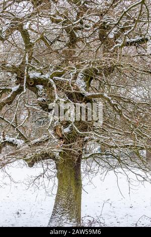 Im Winter schließen sich die Eichen. Stockfoto