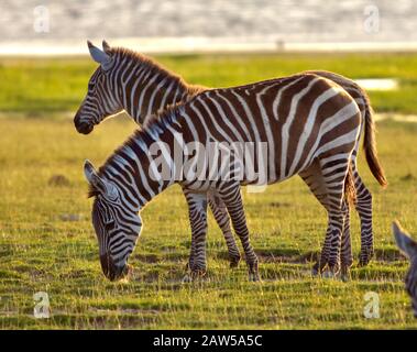 Zwei Zebras (Equus quagga) grasen am späten Nachmittag im Amboseli National Park, Kenia. Stockfoto