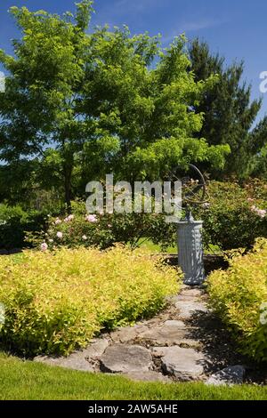 Steinweg, der zu einer kugelförmigen Sonnenuhr führt, die von umgeben ist Spiraea japonica 'Gold Mound' - Spirea Sträucher im Hinterhof Land Garten im Frühling Stockfoto