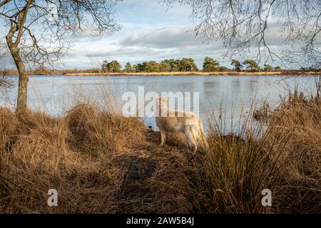 Golden Retriever Haustierhund steht auf braunen Gräsern mit Blick auf den ruhigen See zur anderen Seite Stockfoto