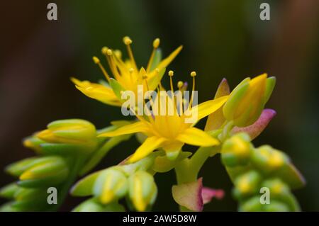 Nahaufnahme gelber oder orangefarbener Blumen der Spervivumpflanze, die in einem kleinen Topf für die ornamentale Verwendung dieser Sukkulente angebaut wird Stockfoto