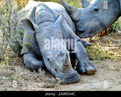 Weißes Rhinos (Mutter und Kalb) im Thornybush Game Reserve in Südafrika Stockfoto