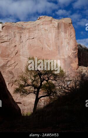 Cottonwood Baum unter markanten Wand von Halls Creek Narrows. Stockfoto