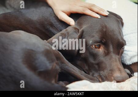 Frau verwöhnt ihren erschöpften Hund Stockfoto