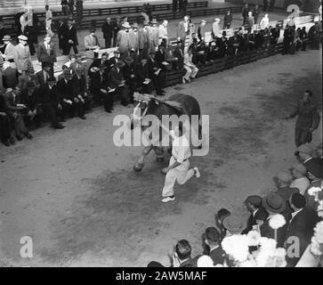 Nationaler Entwurf Pferdeausstellung Veehallen den Bosch Datum: 1. September 1953 Standort: Den Bosch Stichworten: Veehallen Stockfoto