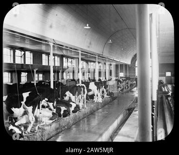 Model Farm Lactaria zu Stevensbeek. Cowshed Annotation: Im Jahre 1910 verkaufte die Gemeinde Sambeek 455 Hektar unbebautes Land an J.H.B. Klijnen aus Maastricht. Die die Firma Lactaria SA gründete, ein Bauernhaus für den Bergbau auf. In kurzer Zeit wurde der zugehörige Boden aus unermesslichen Mooren, in Bau und Grünland umgewandelt. Der Anbau und die Ernte gehörten ursprünglich der niederländischen Heidemaatschappij. Die neue "Siedlung" Lactaria bestand aus einer Musterfarm und dreifachen Arbeitern. Datum: Undatierter Ort: Stevens Brook Schlagwörter: Interieur, Kuhställen Stockfoto