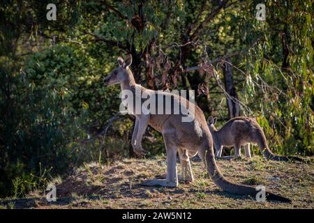 Ostgraues Kangaroo füttert in Buschland, Outback, Australien. Stockfoto