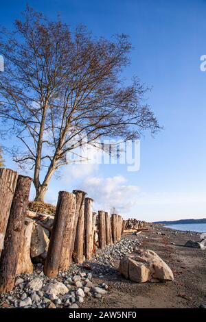 Schutz vor Erosion am Strand durch Holzstämme und Felsen auf Vancouver Island Stockfoto