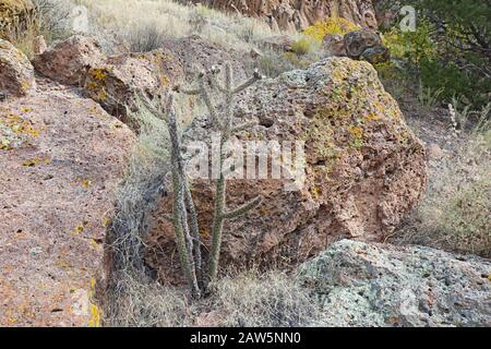 Große, stachelige Pflanze des Baums cholla (Cylindropuntia imbricata), der vor Felsen im Frijoles Canyon des Bandelier National Monument bei wächst Stockfoto