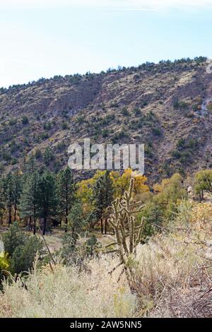 Große, stachelige Pflanze des baumkaktus cholla (Cylindropuntia imbricata) und andere Vegetation, die auf einem Pfad im Frijoles Canyon von Bandelier Nat wächst Stockfoto