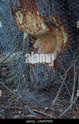 Hühnerkabelbezüge, die von American Beaver (Castor canadensis) mit Narrowleaf Cottonwood Tree Stamm gekaut wurden, verhindern weitere Schäden, Castle Rock Colorado USA. Stockfoto