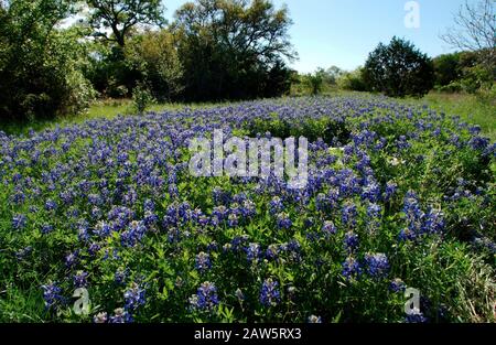 Bluebonnets auf dem Höhepunkt ihrer Blüte auf einem Feld im Lady Bird Johnson Wildflower Center in Austin Texas USA. Stockfoto