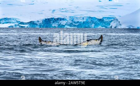 Humback Baleen Whale Tail Jagt Krill Blue Glaciers Meerwasser Charlotte Bay Antarktische Halbinsel Antarktis. Stockfoto