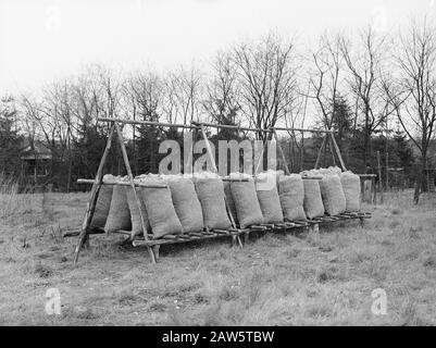 Maisanbau und Tabak, Mais, Trockenregale Datum: Undatierte Stichwörter: Trockenregale, Mais, Maisanbau und Tabak Stockfoto