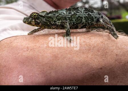 Waimea, Hawaii, USA. - 15. Januar 2020: Hauptniederlassung der Parker Ranch. Nahaufnahme von wildem Chamäleon mit grünem Hide Crawls auf behaartem weiß-braunem Unterarm. Stockfoto