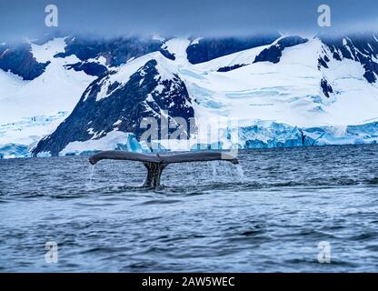 Humback Baleen Whale Tale Jagt Krill Blue Eisberge Gletscher Mountans Sea Water Charlotte Bay Antarktische Halbinsel Antarktis Stockfoto