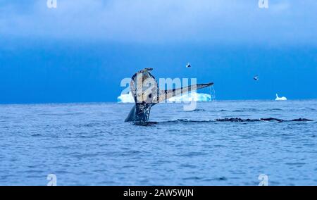 Humback Baleen Whale Tail Jagt Krill Blue Iceberg Sea Water Charlotte Bay Antarktische Halbinsel Antarktis. Baleen Whale Stockfoto