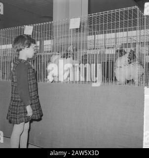 Geflügelausstellung in Utrechter, zwei junge Besucher der Küken Datum: 8. November 1962 Ort: Utrechter Schlüsselwörter: Besucher, Ausstellungen Stockfoto