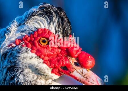 Extreme Nahaufnahme einer muskovy-ente Stockfoto