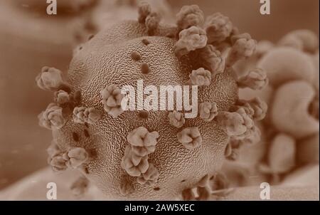 Wissenschaftliche Illustration des Coronavirus aus Wuhan, China. 3D-Rendering basierend auf mikroskopischen Bildern des Virus Stockfoto