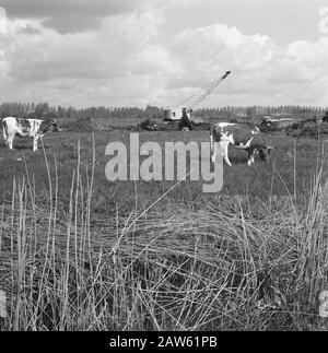 Rund um das Dommeltje Datum: Mai 1963 Stichwörter: Draglines, Taucher und Hecke, Graben und Füllung in Graben, Kühe, Legeabflüsse, Normalisierung von Bächen, Feldern, Name der Arbeitsperson: Landkonsolidierung Aschefluss Stockfoto