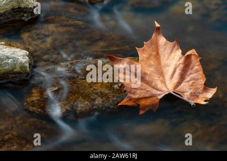 Ein Ahorn-Blatt fällt von einem Baum in einen Bach, wo es auf einem Felsen feststeckt, während das rauschende Wasser vorbeifließt. Stockfoto