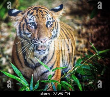 Vorderansicht des bengalischen Tigers mit teilweise geöffnetem Mund und Blick auf die Kamera. Stockfoto