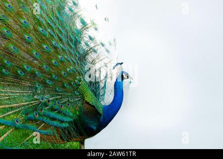 Pfau mit Schwanz in Pflaumspreizung Stockfoto