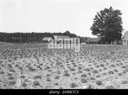 Landgut Junne Anmerkung: Das Weilergelände Junne war von 1872 bis 1932 im Besitz der Familie Lüps. Danach fiel das gut in die Hände von M. Baron Bentinck für Buck Horst aus Beerze. Nach dem Tod von Frau Bentinck am 29. Juni 1938 verkaufte das gut für 400.000 Gulden Versicherung Amstleven, den heutigen Delta Lloyd. Anno 2014, das Anwesen noch immer im Besitz von Delta Lloyd. Vor dem zweiten Weltkrieg befand sich in Junne ein Arbeitslosen-Hilfslager, in dem der Nachlass der Versicherung mit staatlicher Unterstützung und unter Führung der niederländischen Heidemaatschappij arbeitslosen Arbeitern der Bergbau zuteil werden musste Stockfoto