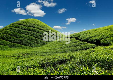 Teeplantage im Cameron Hochland, Malaysia Stockfoto