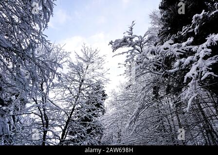 Nahaufnahme von Kiefernwälder Taltraumlandschaft Hallstatt Winterschneegebirge führt zum alten Salzbergwerk Hallstatt in Österreich Stockfoto