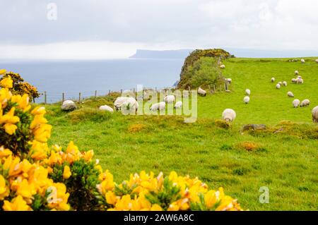 Blumen im Vordergrund und Schafe weiden in einem grünen Gras auf einer Küstenwiese auf einer Klippe mit Blick auf das Meer in Nordirland. Stockfoto