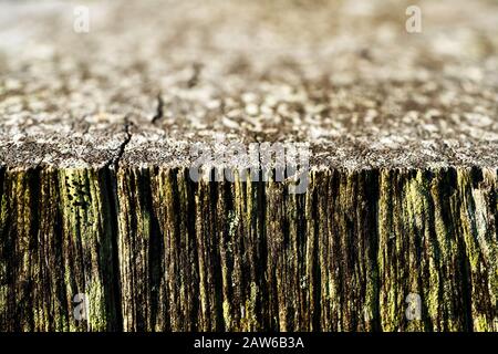 Nahaufnahme eines alten Holzstückes in geringer Schärfentiefe, das mit einem Makrokamera-Objektiv eine absichtliche Unschärfe erzeugt Stockfoto