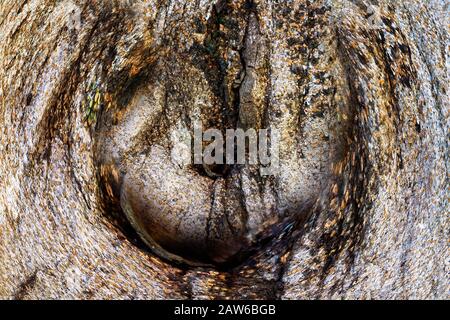Nahaufnahme mit absichtlich verschwimmen eines Lochs im Baumstamm mithilfe eines Makrokamera-Objektivs und digitaler Fischaugenmanipulation Stockfoto
