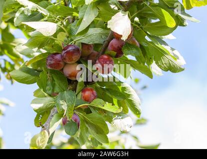 Pflaumen auf Baum Stockfoto