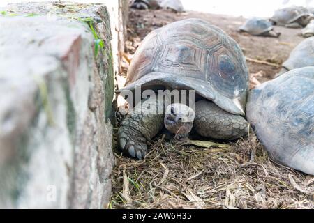 Riesenschildkröten auf der Insel La Digue - Seychellen. Stockfoto