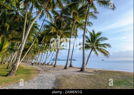 Weibliche Joggerin auf dem Weg, der durch einen Wald von Kokospalmen mit tropischen Inseln im pazifischen Ozean am Palm Cove Beach in Queensland führt. Stockfoto