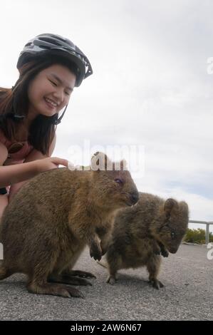 Eine helmierte, weibliche Ökotouristin, die mit zwei Quokkas auf Rottnest Island in Western Australia interagiert Stockfoto