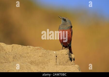 Blue Rock-thrush monticola solitarius Stockfoto