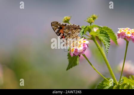 Hintergrund des Frühlings. Nahansicht eines Schmetterlings und Blumen auf verschwommem Hintergrund. Bild Stockfoto