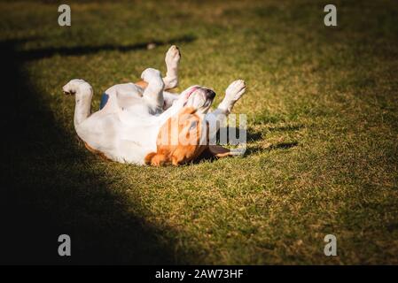 Beagle welkelt und rollt auf Gras. Hund hat Entspannungszeit auf grünem Gras in der Sonne liegen. Stockfoto