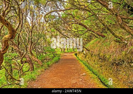 Bewässerungskanal "Levada" im zauberhaften Wald, Insel Madeira, Portugal Stockfoto