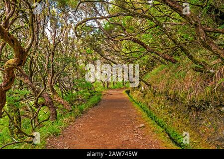 Bewässerungskanal "Levada" im zauberhaften Wald, Insel Madeira, Portugal Stockfoto